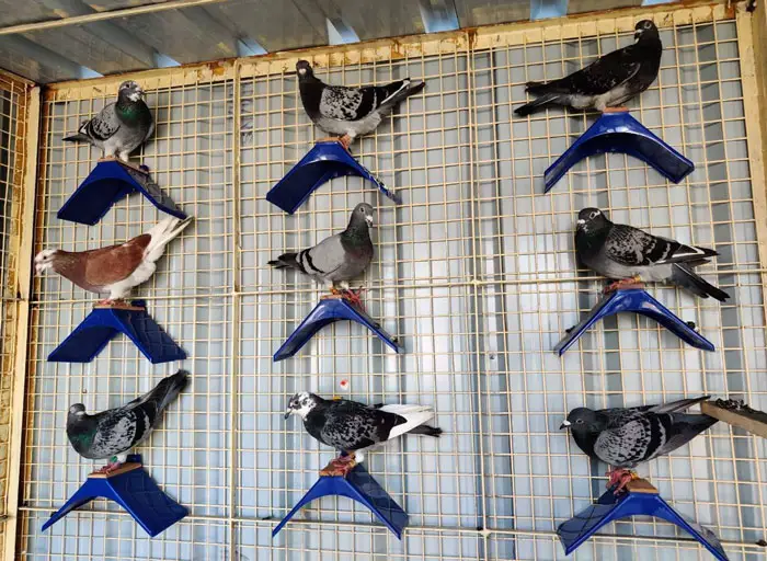 Creating A Balanced Diet For Racing Pigeons