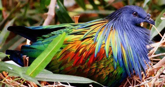 Different Variations Of Nicobar Pigeon Species