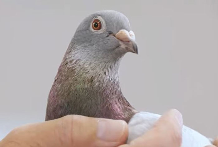 E. coli Infections in Racing Pigeons