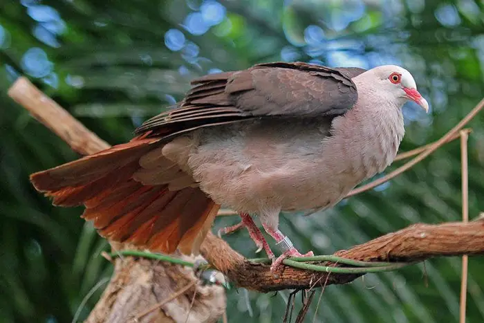 Endangered Pink Pigeon Conservation Efforts