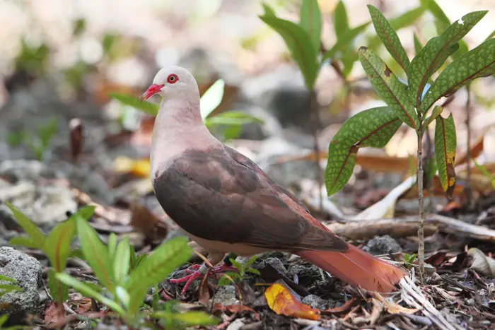 Endangered Pink Pigeon Habitat And Behavior