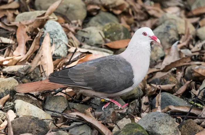 Endangered Pink Pigeon Threats And Challenges