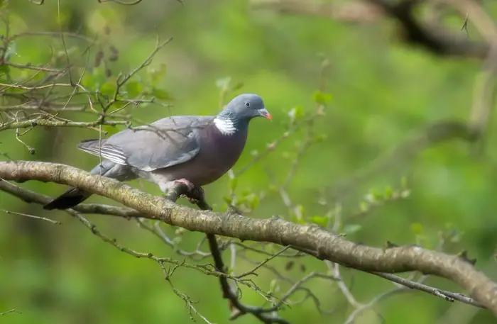 Environmental Adaptability of Common Wood Pigeons