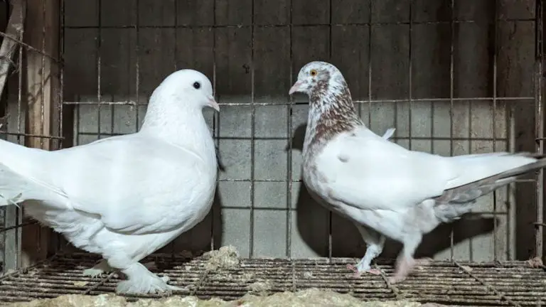 Environmental Factors and Pigeon Breeding: Understanding Their Influence on Development