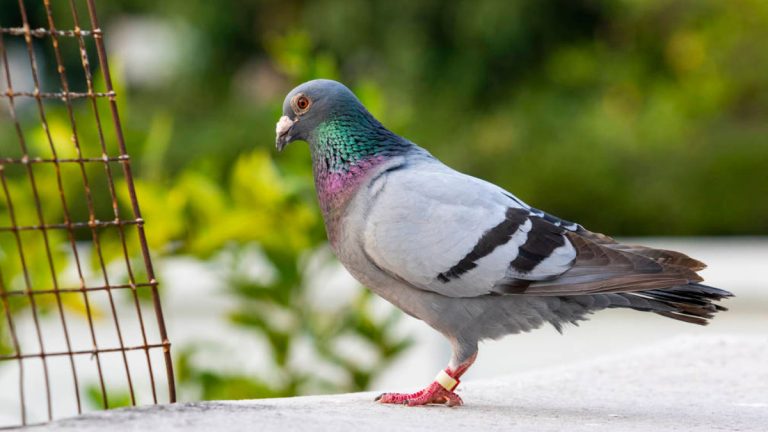 The Ethics of Pigeon Racing: Welfare Concerns and Solutions