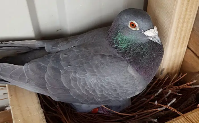 Factors that Contribute to the Value of a Racing Pigeon