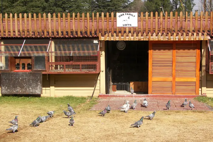 Factors to Consider When Designing a Pigeon Racing Loft