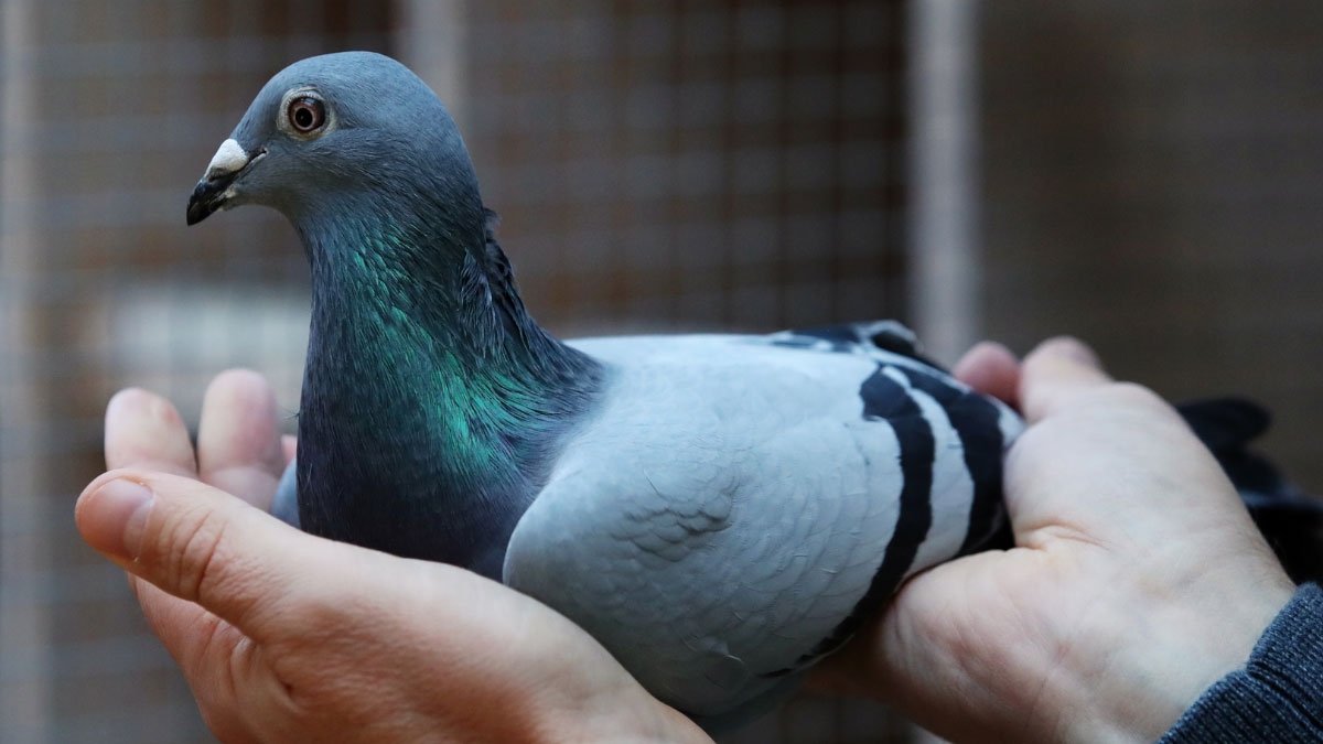 Famous Pigeon Racers and Their Achievements
