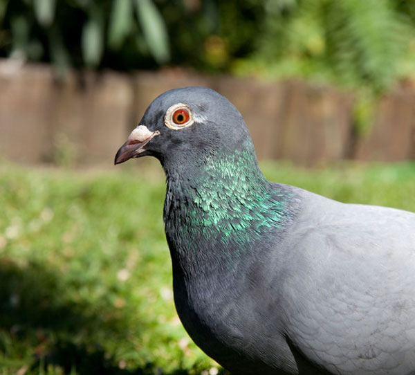 Famous Pigeon Racers of Today
