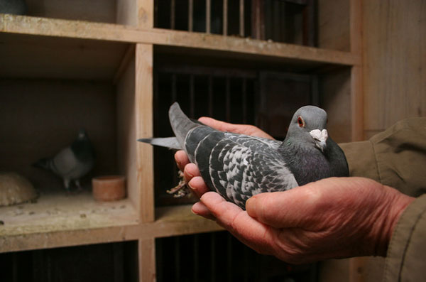 Famous Pigeon Racers