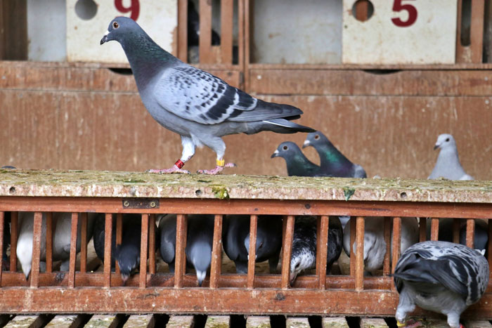 Future Of Technology In Pigeon Racing