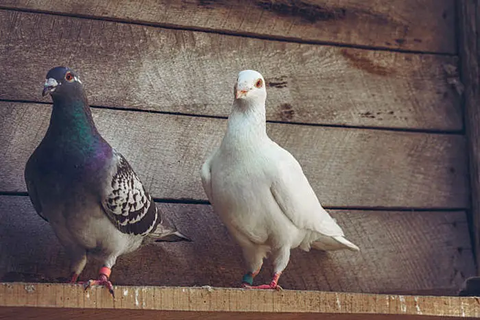 Getting Involved in Pigeon Racing