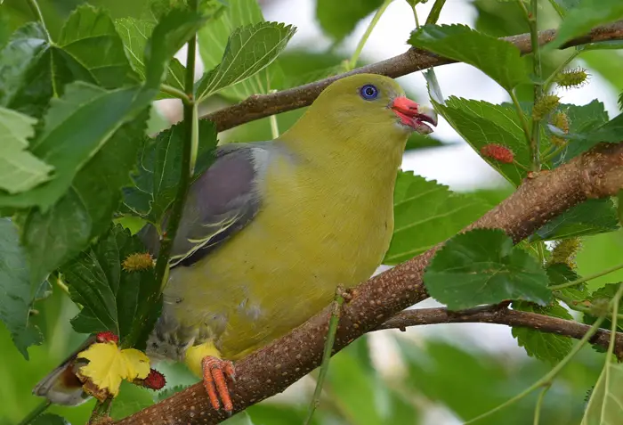 Habitat and Behavior Of The African Green Pigeons