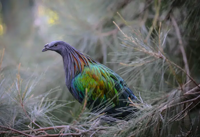 Habitat and Behavior of Nicobar Pigeons