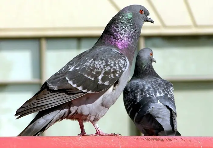 Habitat and Behavior of Rock Pigeons