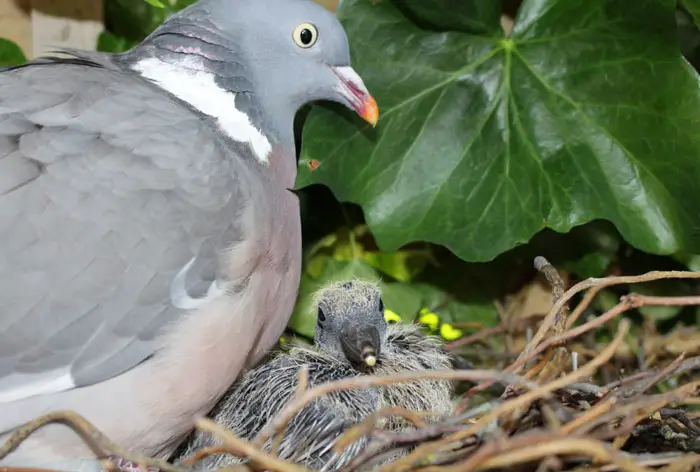 Habitat and Behaviour of Common Wood Pigeons