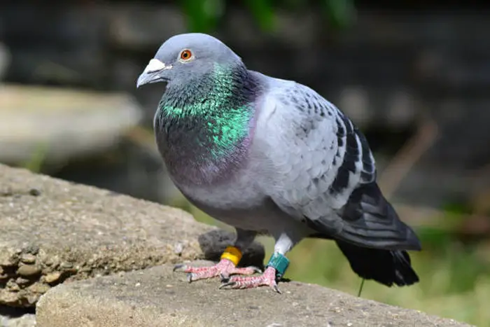 How Long Can Racing Pigeons Continue to Compete in Races