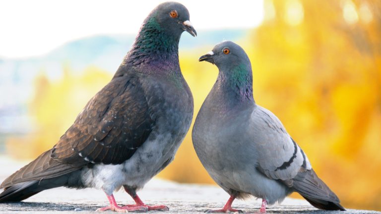 How Pigeons Choose Their Mates: Signals and Preferences