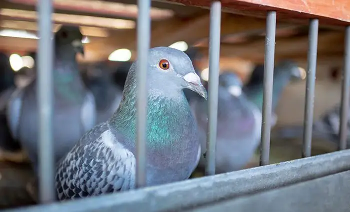 How To Build A Better Racing Pigeon Community