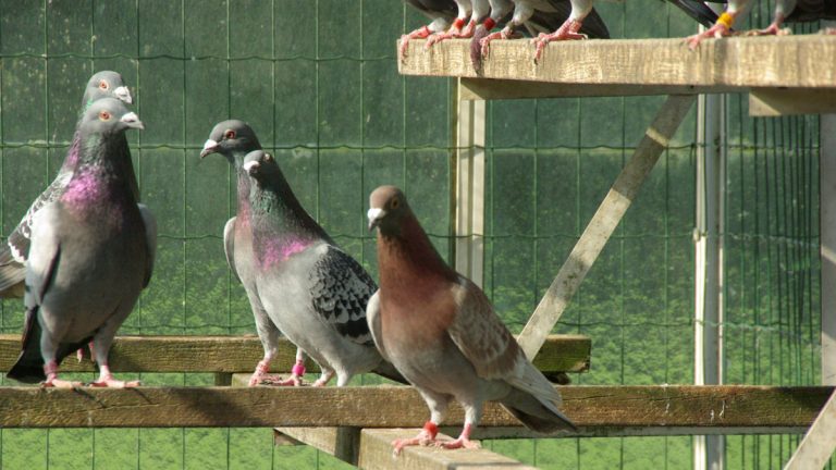 How To Build A Racing Pigeon Loft?