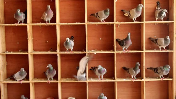 How To Build A Traditional/Classic Design  Racing Pigeon Loft