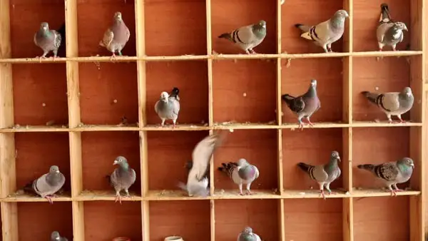 How To Build A Traditional/Classic Design  Racing Pigeon Loft