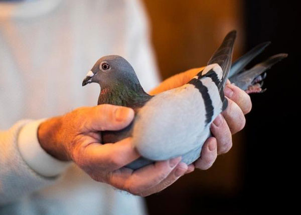 How the Global Pigeon Racing Community Impacts the Racing Pigeon