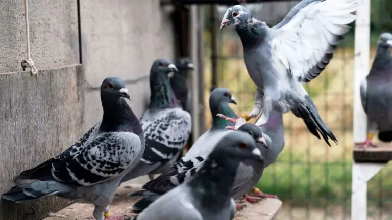 How to Get a Racing Pigeon to Come to You?
