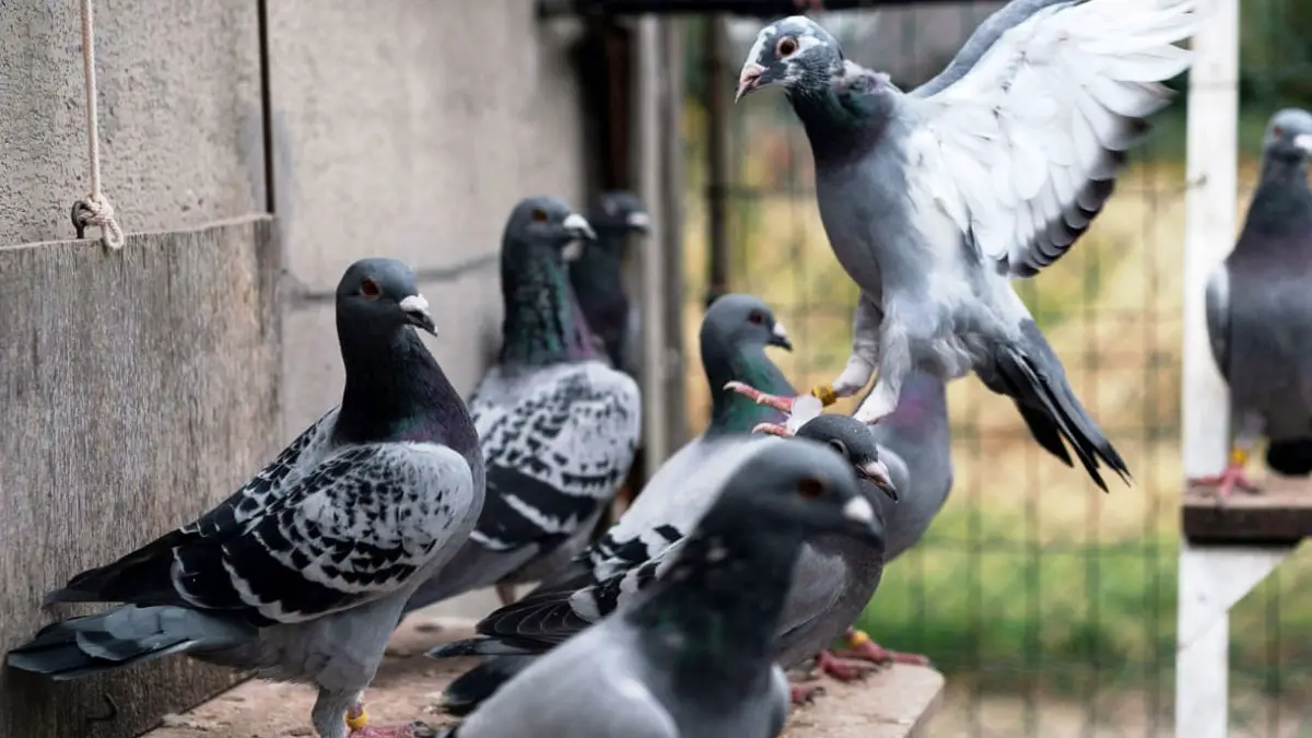 How to Get a Racing Pigeon to Come to You