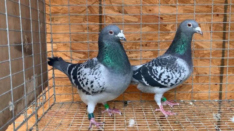 How to Select and Breed Champion Racing Pigeons?