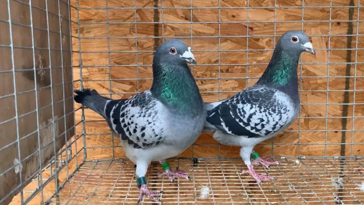 How to Select and Breed Champion Racing Pigeons