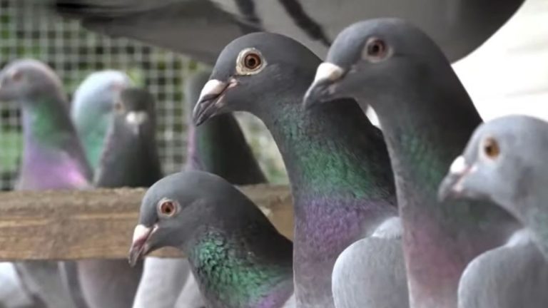 How to Treat E. coli in Racing Pigeons? – Guide to Combating the Virus in Racing Pigeons