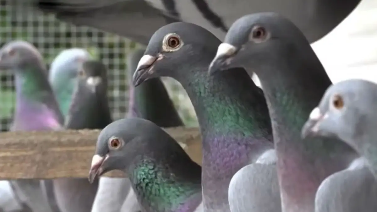 How to Treat E. coli in Racing Pigeons