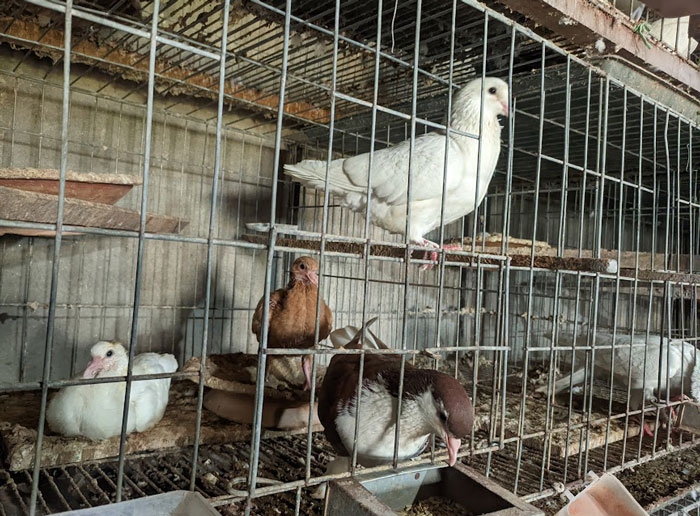 Humidity Effects on Pigeon Breeding