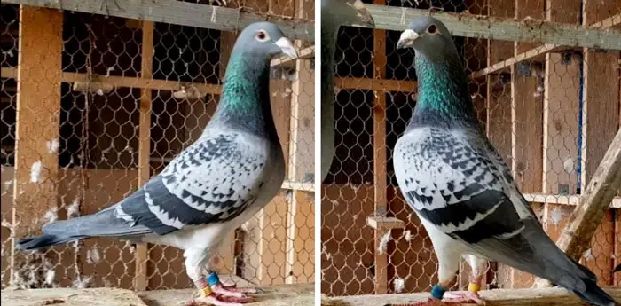 Identifying Key Traits for Racing Pigeons