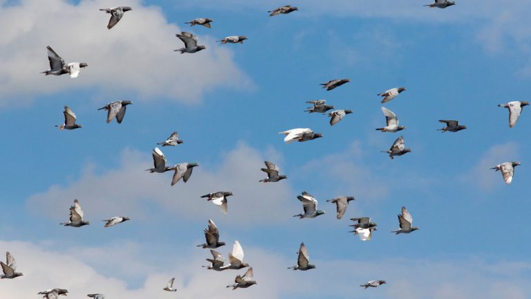 The Impact of Technology on Pigeon Racing: Electronic Timing Systems