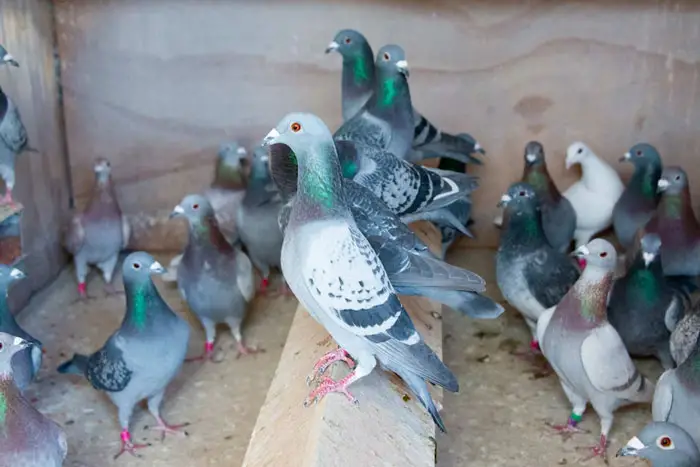 Impact of Temperature on Pigeon Racing