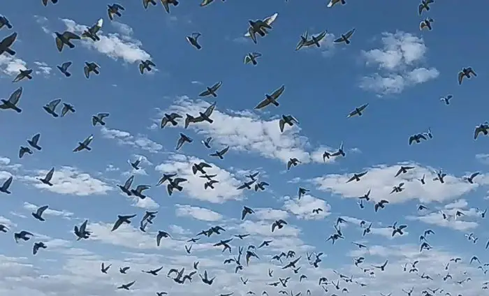 Impact of Weather on Pigeon Racing