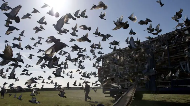 The Impact of Weather on Pigeon Racing: Strategies for Success