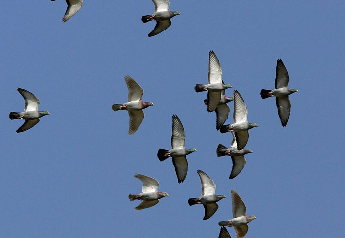 Impact of Wind on Pigeon Racing