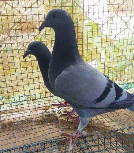 Importance Of Supplementation In Racing Pigeon Nutrition