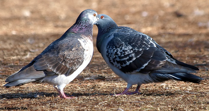 Importance of Mate Preferences in Pigeon Mate Selection
