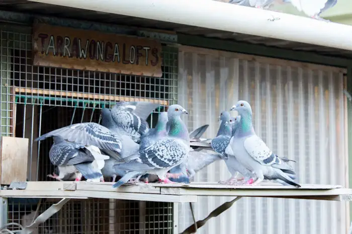 Importance of Weather Monitoring in Pigeon Racing