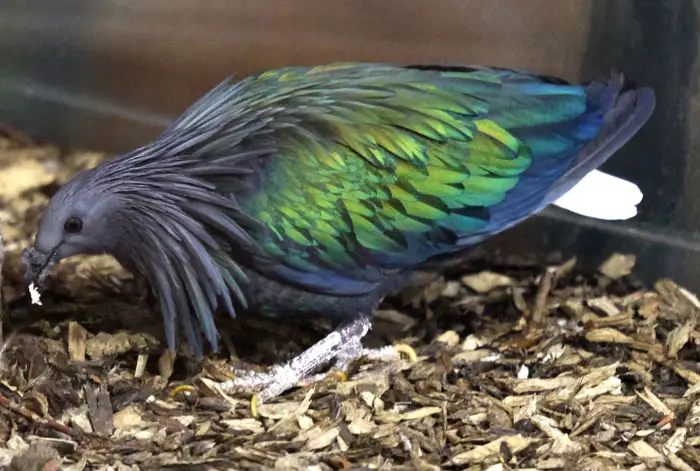 Interesting Facts About Nicobar Pigeon