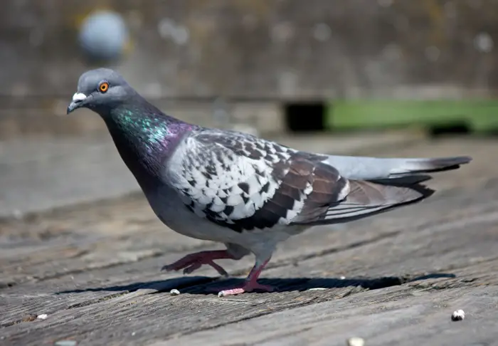 Interesting Facts About Rock Pigeons