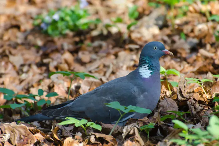 Interesting Facts about Common Wood Pigeons