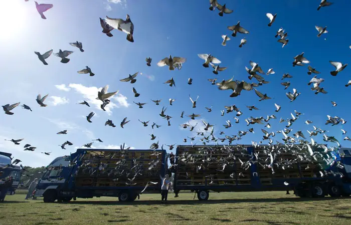 International Pigeon Racing Events