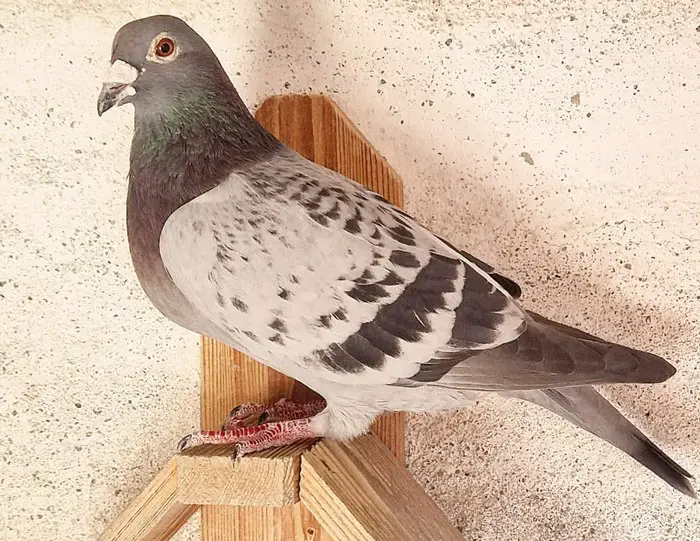 Janssen Strain Pigeon
