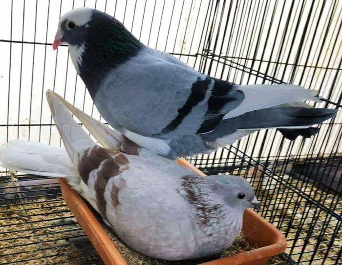 Legacy of Famous Pigeon Racers