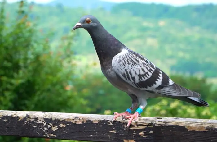 Lifespan of Racing Pigeons